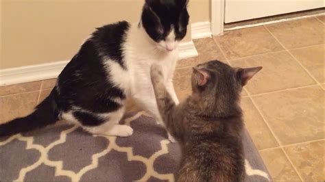 Cat Slaps Another Cat Youtube