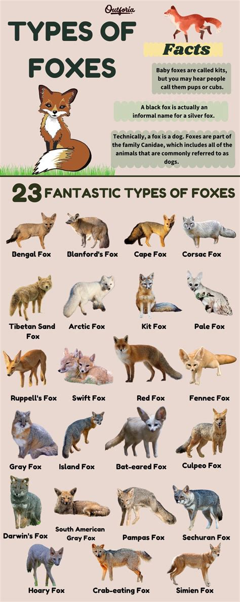 Top 126 What Kind Of Animal Is A Fox