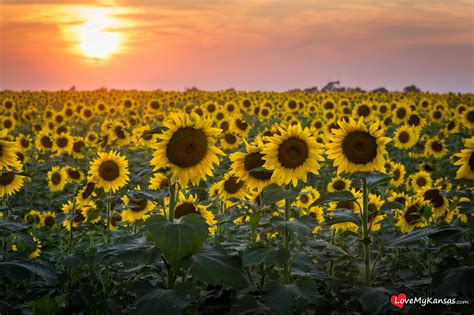 Sunflower Sunrise — 34th State Media Llc