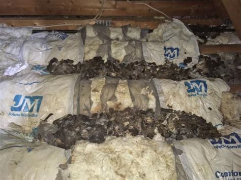 We offer same day, monthly. Wildlife Removal - Cowleys Saves Raccoon Family in ...