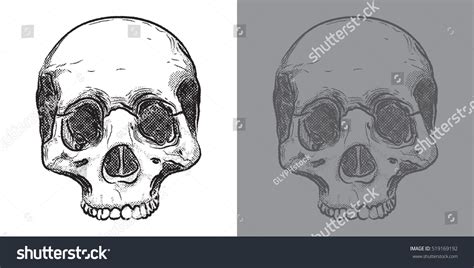 Vector Human Skull Missing Lower Jaw Stock Vektor Royaltyfri