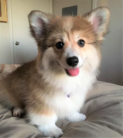 Fluffy Corgi All You Need To Know About The Long Haired Corgi