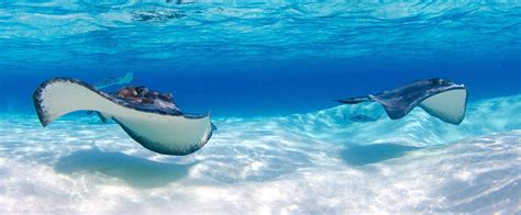 Three Places Where You Can Swim With Stingrays In The Caribbean