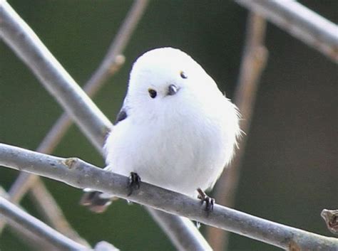 The Shima Enaga Is A Small Fluffy White Bird Which Is Often Described