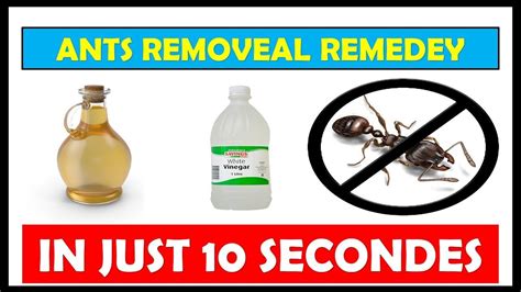 how to get rid of ants in the house with vinegar fast acting home remedy get rid of ants