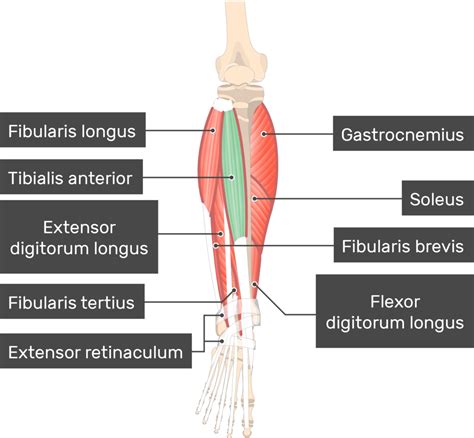 Tibialis Anterior Muscle Attachments Actions And Innervation
