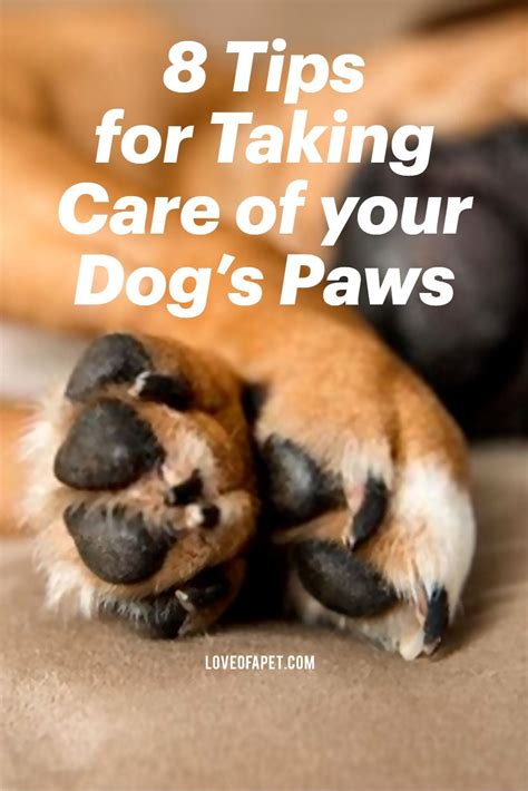 How To Care For Your Dogs Paws 8 Tips Love Of A Pet Dog Paws Pet