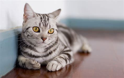 American Shorthair Cat Breed Personality Appearance And More