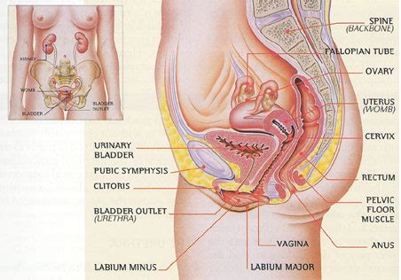 The small and large intestines occupy all the lower abdomen. PELVIC EXPERT