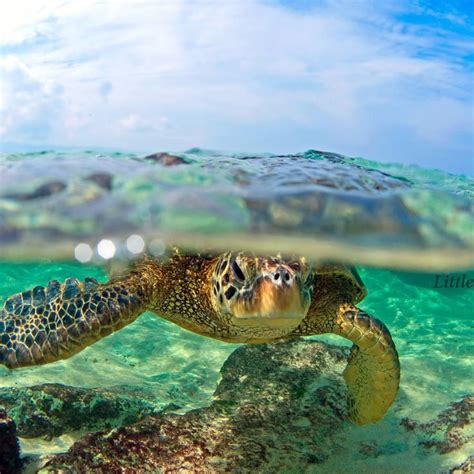 Pin By P Stern On Clark Littles Onu Ocean Life Turtle Love Clark