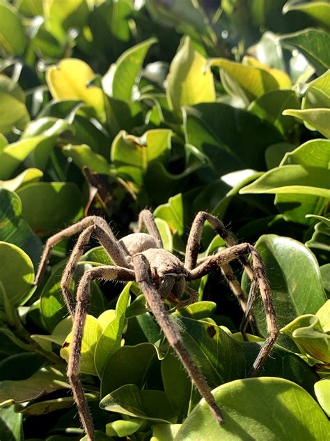 Beautiful Huntsman Spider In South Africa Rspiders