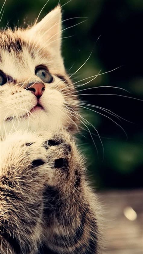 Only the best hd background pictures. Cute Cats Wallpaper (63+ images)