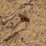 Images of Velvet Ant Control