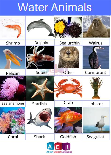 Sea Life Animals Names