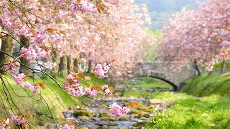 Download Depth Of Field Bridge Spring Pink Flower Cherry Blossom Nature Blossom 4k Ultra Hd