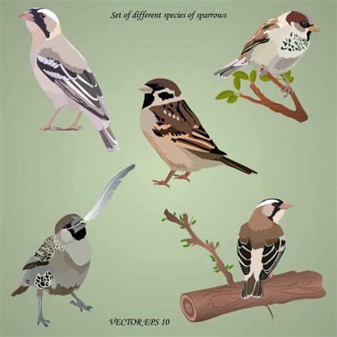 Best Sparrow Illustrations Royalty Free Vector Graphics And Clip Art Istock