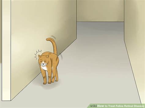 Retinal detachment is a disorder of the eye in which the retina separates from the layer underneath. How to Treat Feline Retinal Disease: 11 Steps (with Pictures)