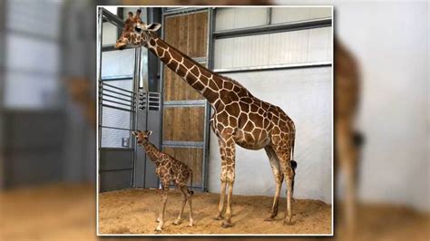 Fort Worth Zoo Has A New Baby Giraffe Nbc 5 Dallas Fort Worth