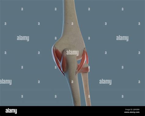 Elbow Joint Anatomy Including Ligaments And Bones Stock Photo Alamy