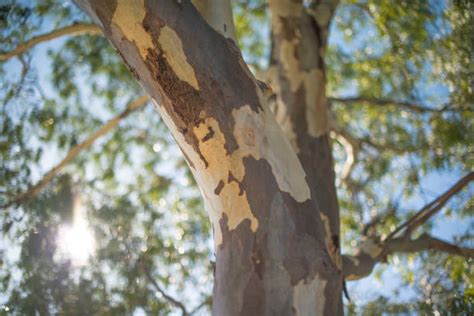 Eukalyptus Baum Bilder Und Stockfotos Istock
