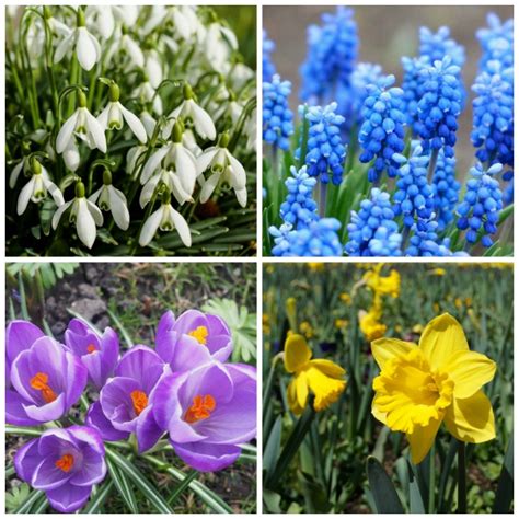 Winter Flowering Bulbs To Plant Now Top 10 Spring