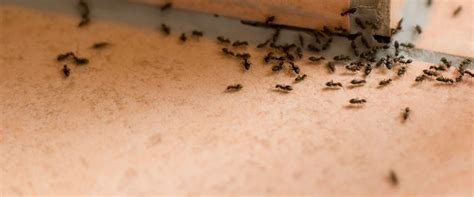 Common Pests In Greater Austin Tx Roberts Termite And Pest Control