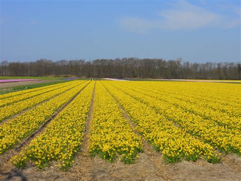 Tulips Galore: The Famous Dutch Flower Fields | Life in a State of Wanderlust