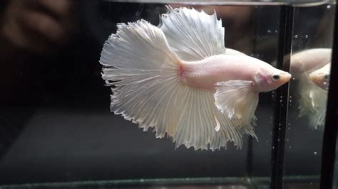 Betta Fish Big Male Solid Color White Platinum Dumbo Big Ears Halfmoon