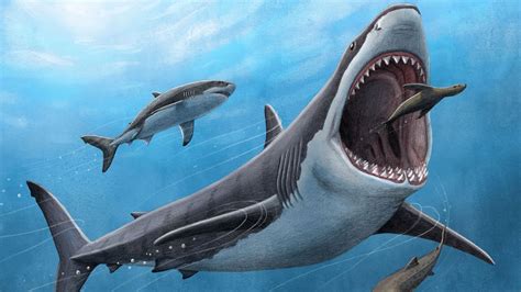 This Is The Real Reason Worlds Biggest Shark Megalodon Was Wiped Out