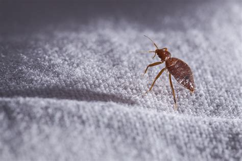 Few Easy Ways Of Getting Rid Of Bed Mites From Home
