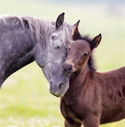 Managing A Newborn Foal For Optimum Health Veterinary Practice News