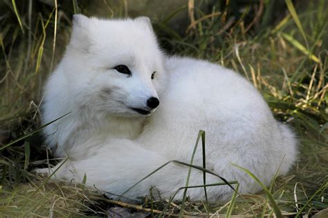 Arctic Fox Ucumari Photography Flickr