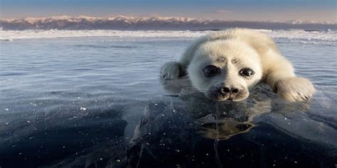 Baikal Seal Pup On Ice Seals