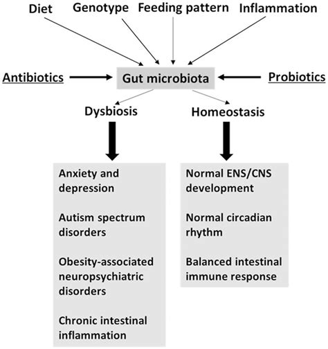 Frontiers Gut Microbiota The Brain Peacekeeper Microbiology
