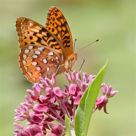 Great Spangled Fritillary Butterflies Can Be Seen Swarming Around
