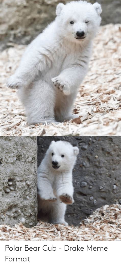 Polar Bear Cub Drake Meme Format Drake Meme On Meme