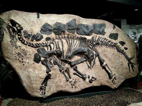 Fossilized In Ground Stegosaurus Houston Museum Of Natural Science