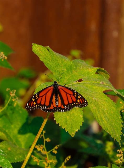 A Monarch Butterfly Perched On A Plant Stock Image Image Of Wings
