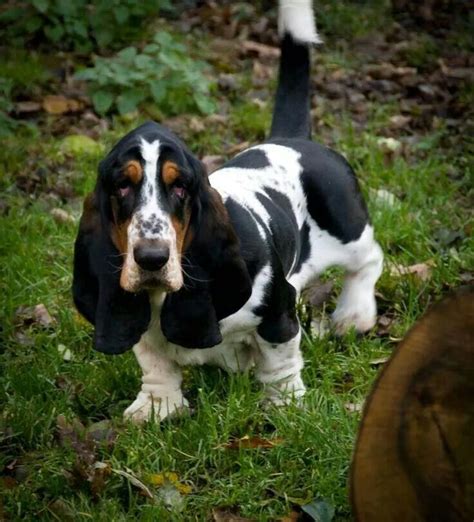 1000 Images About Basset Hounds On Pinterest Basset Puppies Pets
