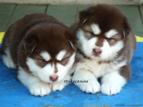 Akc siberian husky puppies, beautiful bronze, black and grey coats, and well socialized with children. White Malamute Puppies for Sale | Alaskan Malamute Price ...