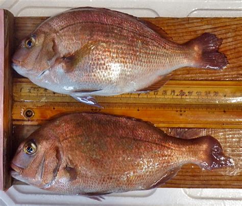 Fish, fishes, fishes, fishing, fishedlanguage note: Supersize My Seabream | Hakai Magazine