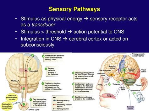 Ppt Sensory Systems Powerpoint Presentation Free Download Id591366