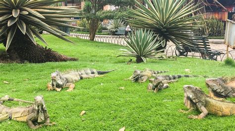 It Was So Cold In Florida That Chilly Iguanas Were Actually Raining