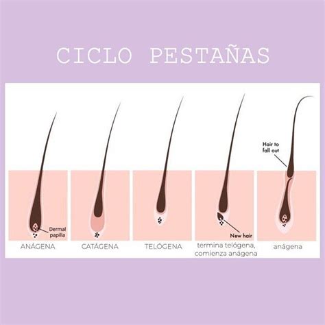 Las pestañas cumplen un ciclo de tres etapas Anágena la pestaña