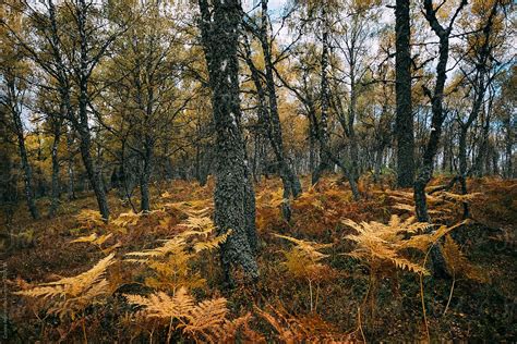 Autumn Forest With Yellow Ferns By Stocksy Contributor Cosma Andrei