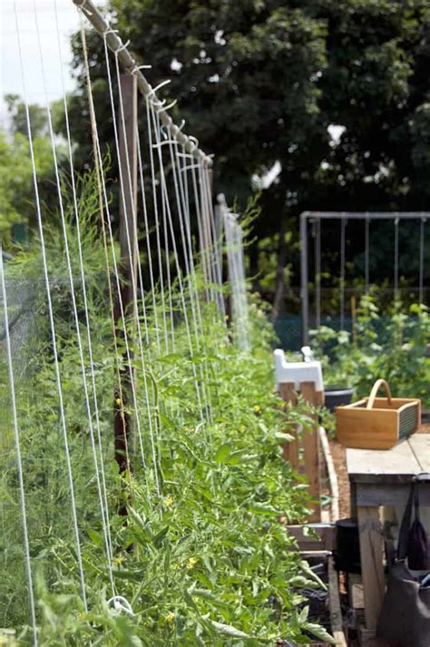 How To String Train Tomatoes New Way To Stake Tomatoes