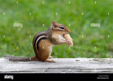 Eastern Chipmunk Eating A Peanut Stock Photo Alamy
