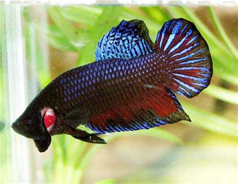 Betta live fish king crowntail ctpk male 1.5 aaa+. Description