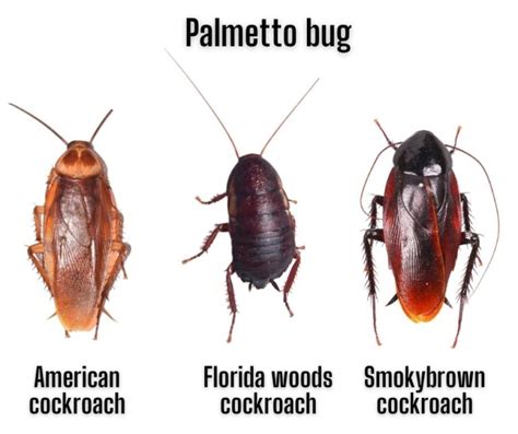 Bugs That Look Like Cockroaches In Texas Pest Phobia