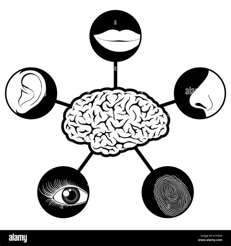 Cinco Sentidos Los Iconos Con El Cerebro Humano Ilustración Imagen